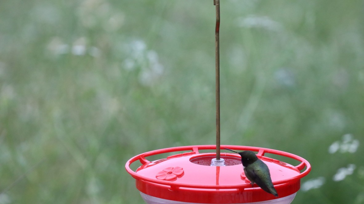 Colibrí Gorjinegro - ML657911129