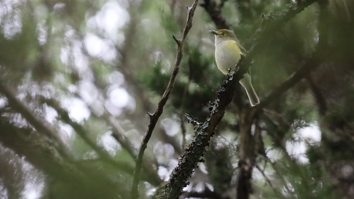 Vireo Ojiblanco - ML657911158
