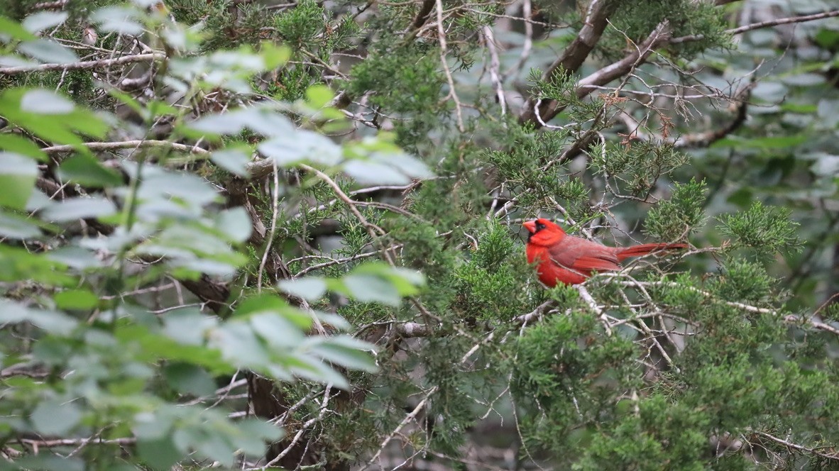 Cardenal Norteño - ML657911163