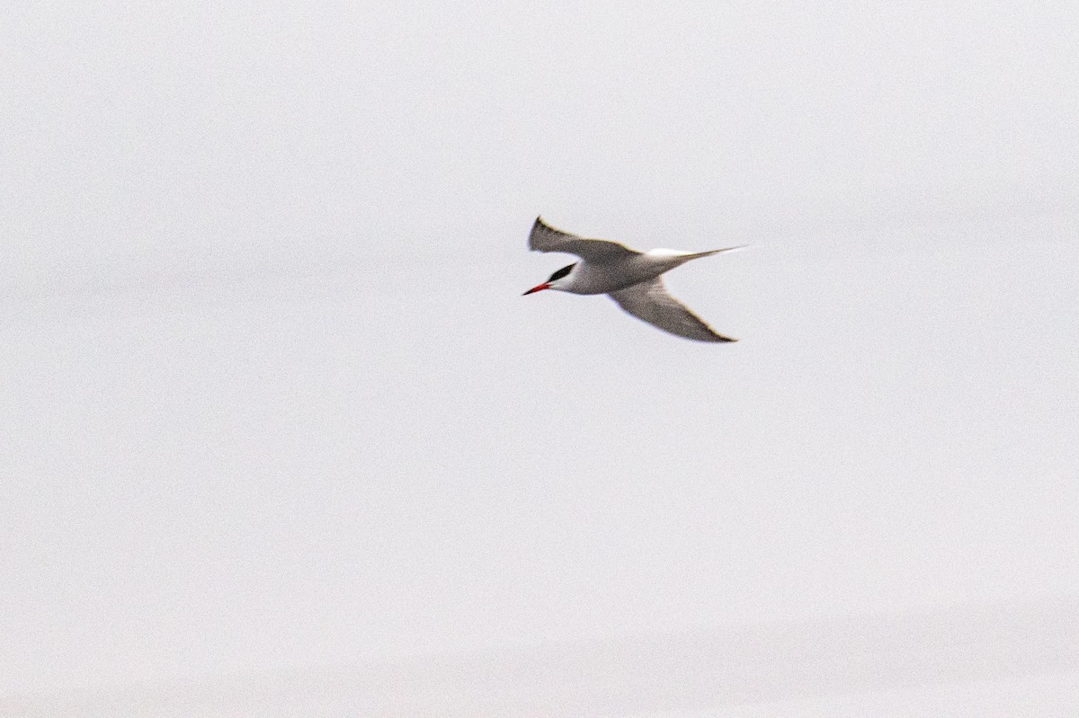 Common Tern - ML657911269