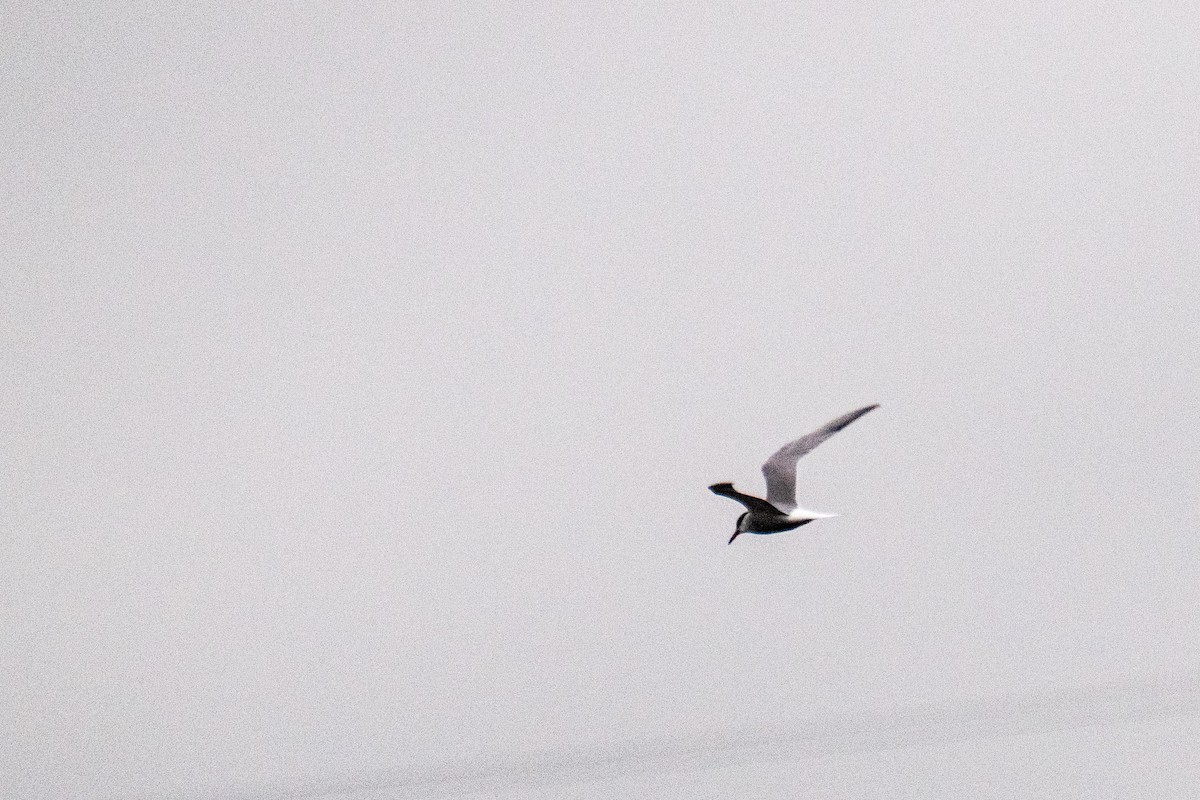Common Tern - ML657911270