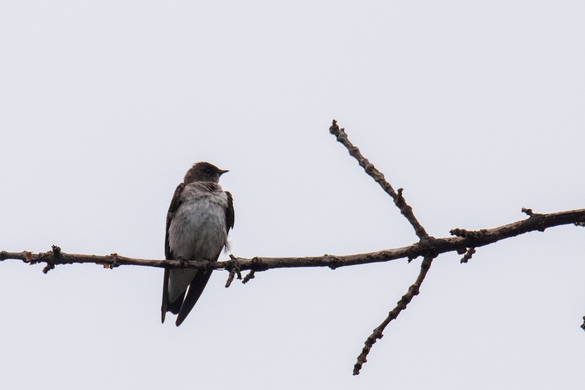Northern Rough-winged Swallow - ML657911320