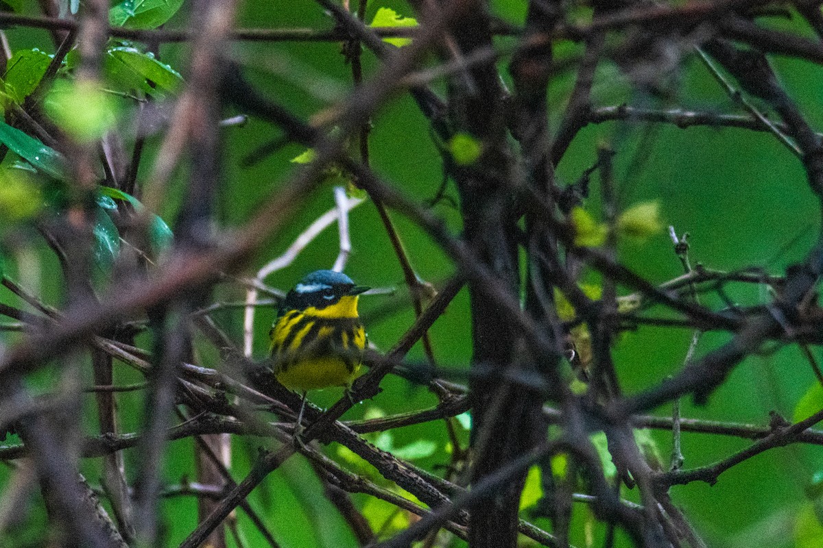 Magnolia Warbler - ML657911358