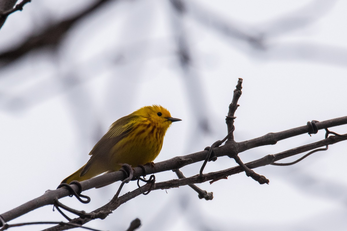 Northern Yellow Warbler - ML657911388