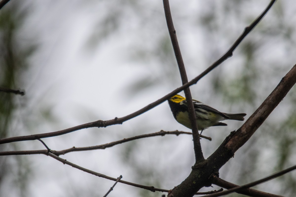 Black-throated Green Warbler - ML657911403