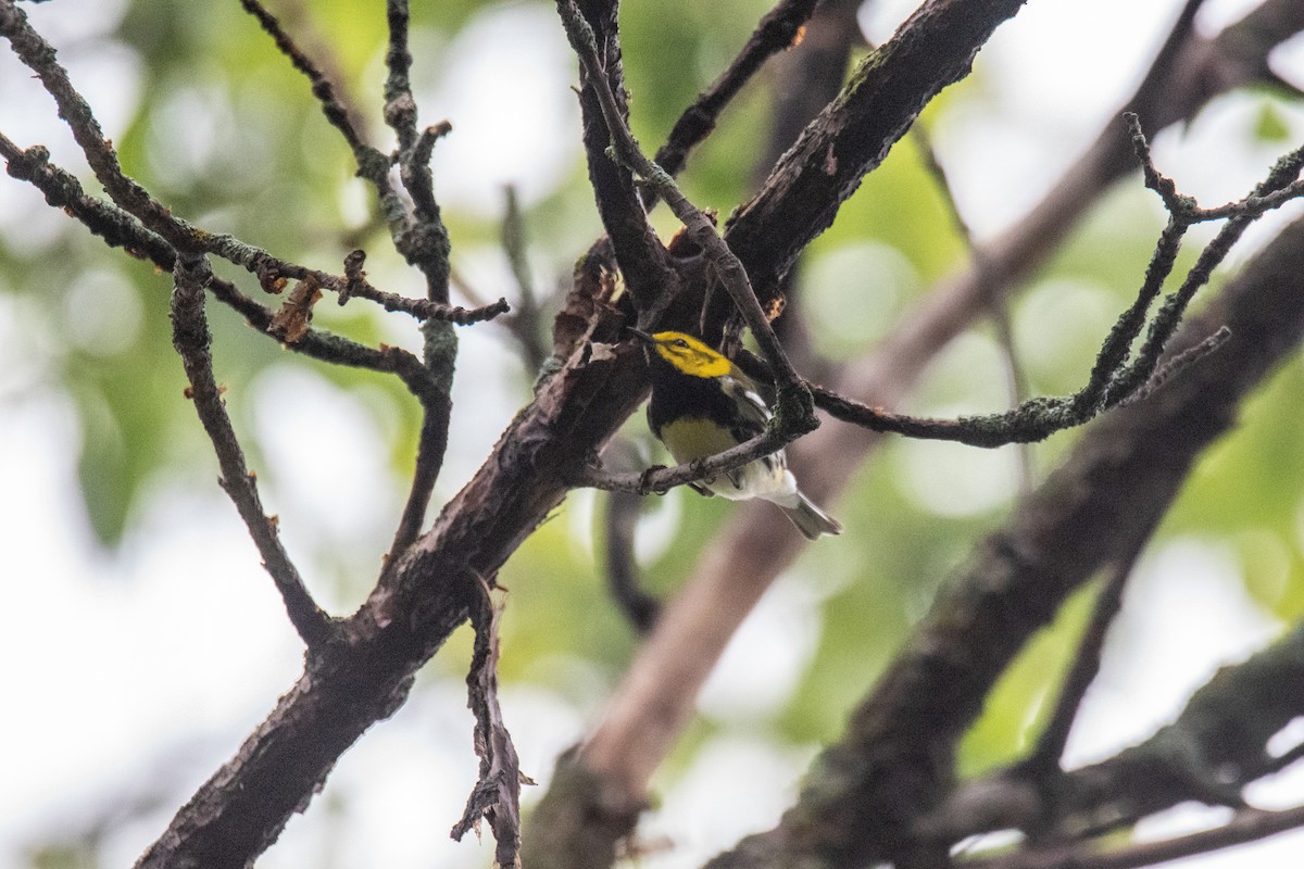 Black-throated Green Warbler - ML657911404