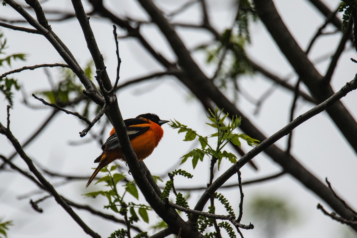 Baltimore Oriole - ML657911460