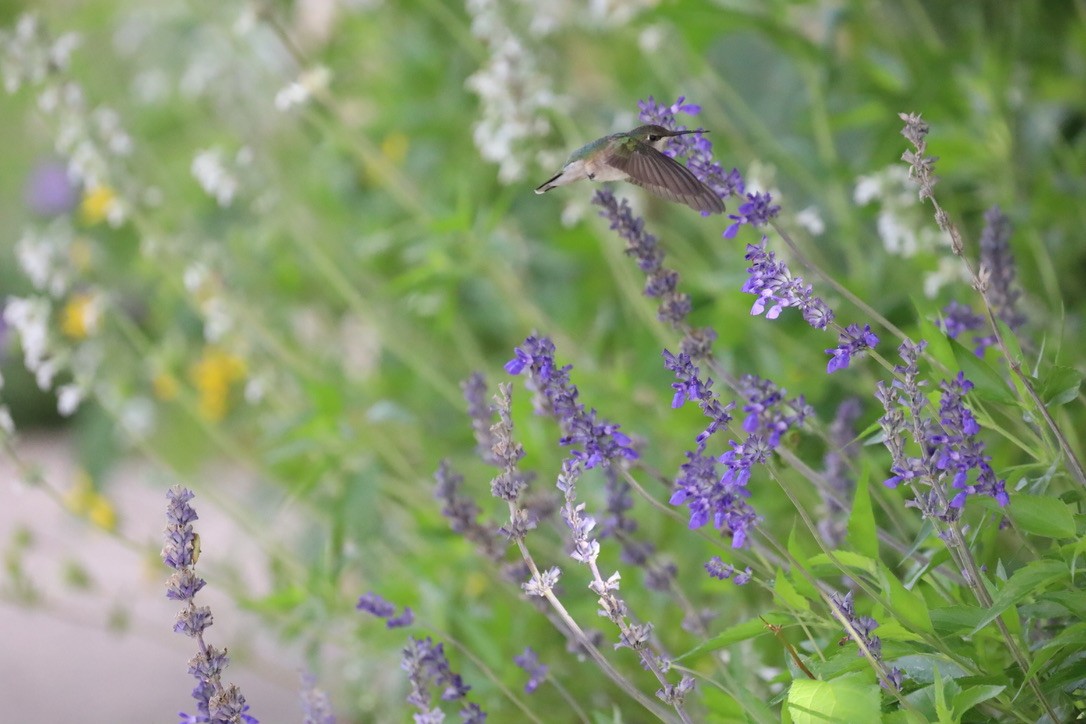 Colibrí Gorjinegro - ML657911533
