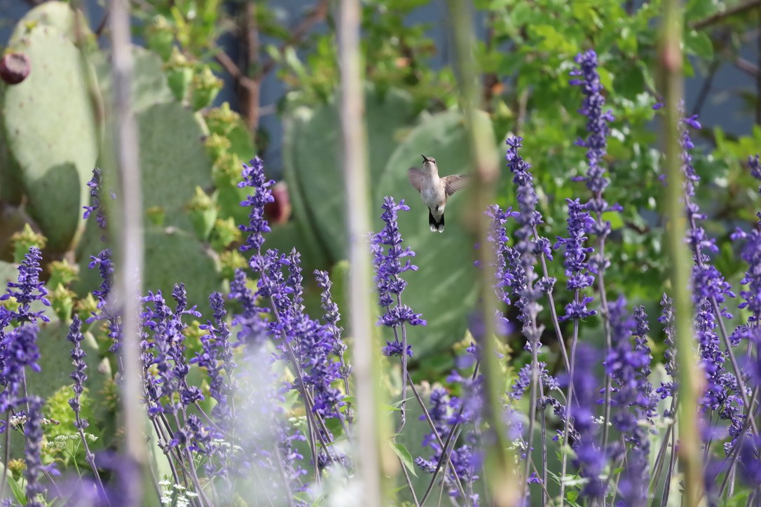 Colibrí Gorjinegro - ML657911543