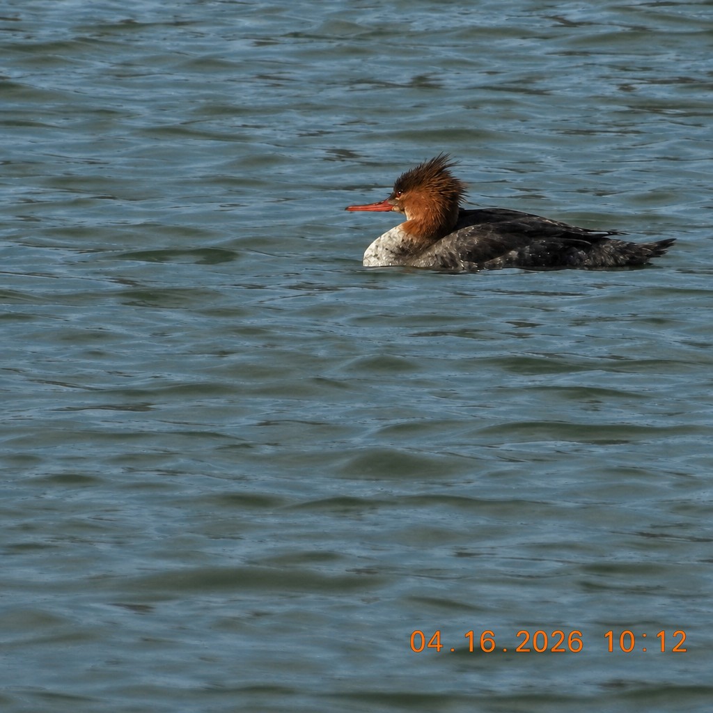 Red-breasted Merganser - ML657912065