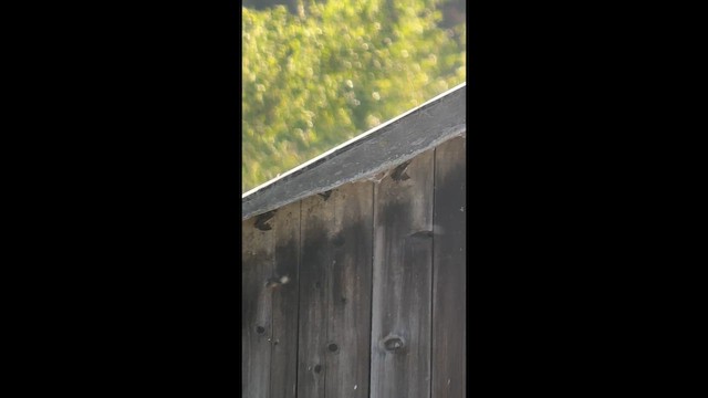 Cliff Swallow (pyrrhonota Group) - ML657913249