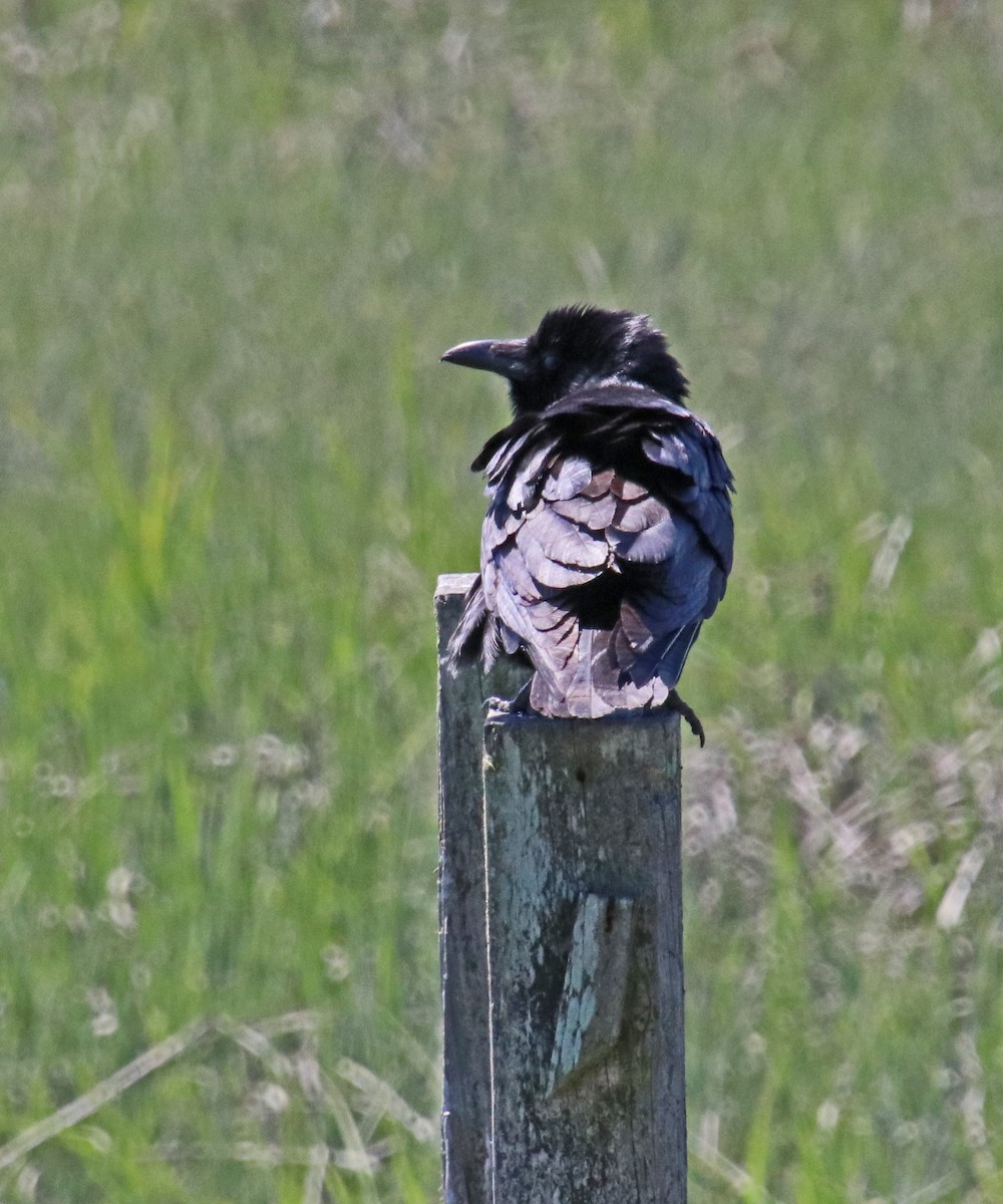 Fish Crow - ML657914241