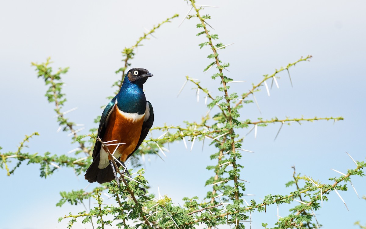 Superb Starling - ML657915344