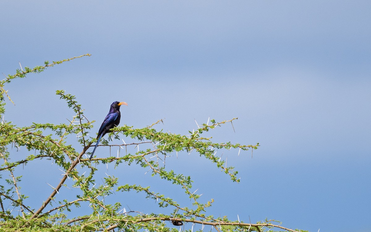 Abyssinian Scimitarbill - ML657915349