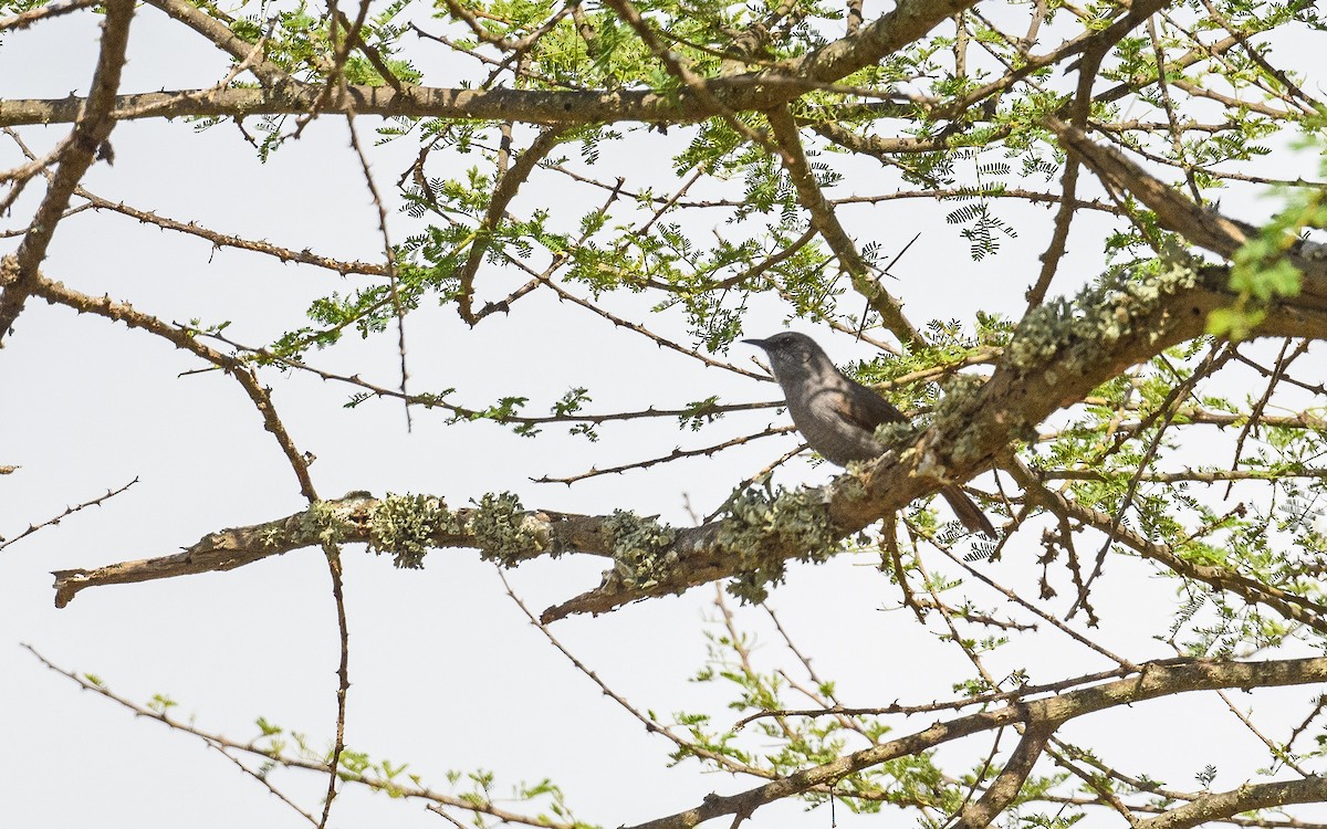 Gray Wren-Warbler - ML657915356