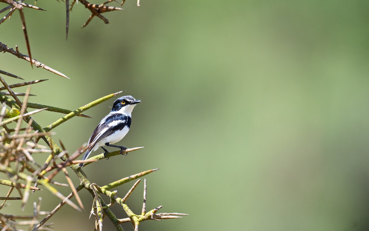 Pygmy Batis - ML657915363
