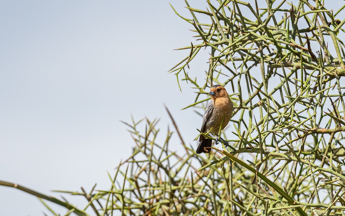 Red-throated Tit - ML657915369