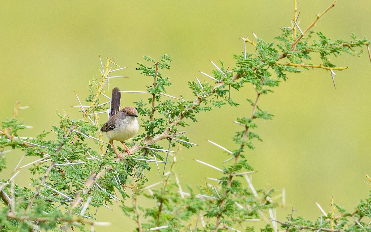 Red-fronted Prinia (Red-fronted) - ML657915397