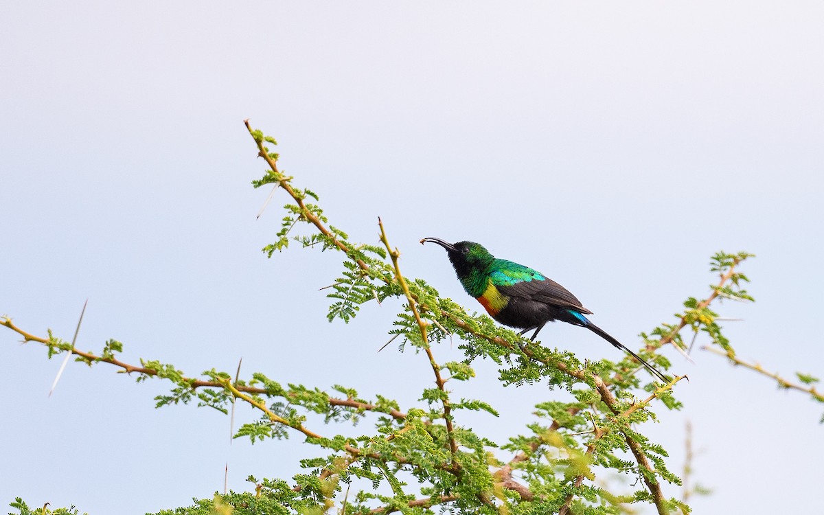 Gorgeous Sunbird - ML657915420