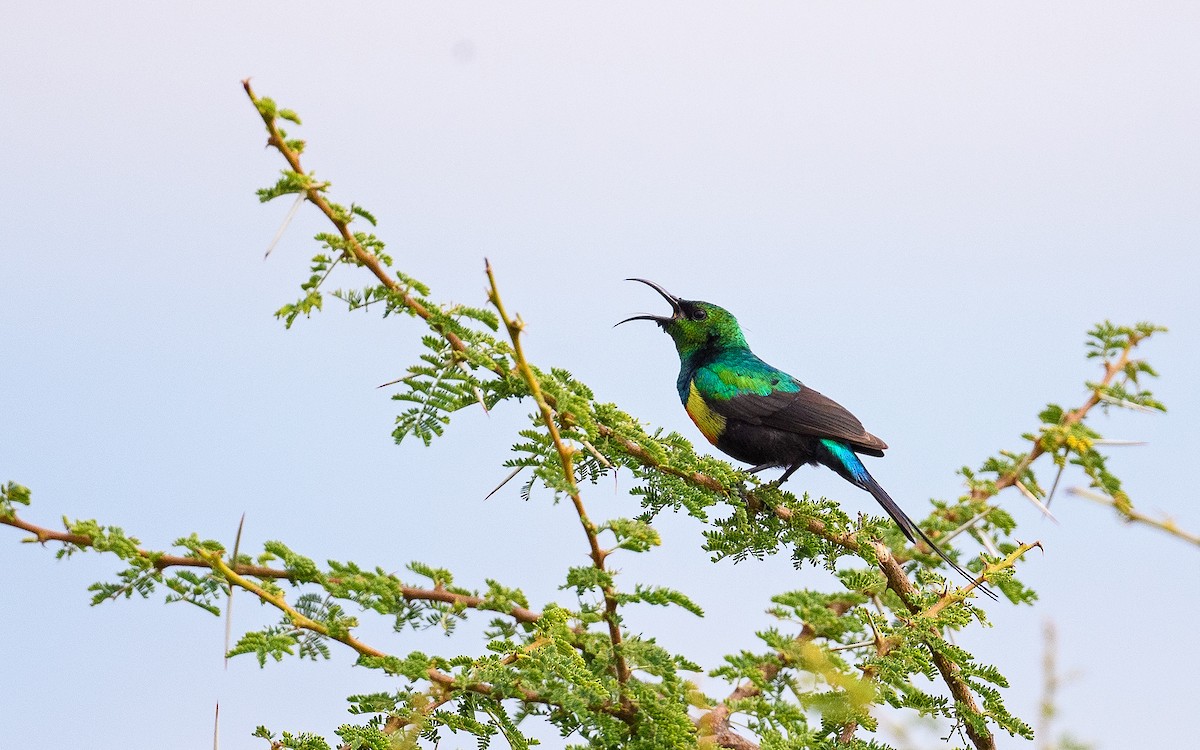 Gorgeous Sunbird - ML657915421