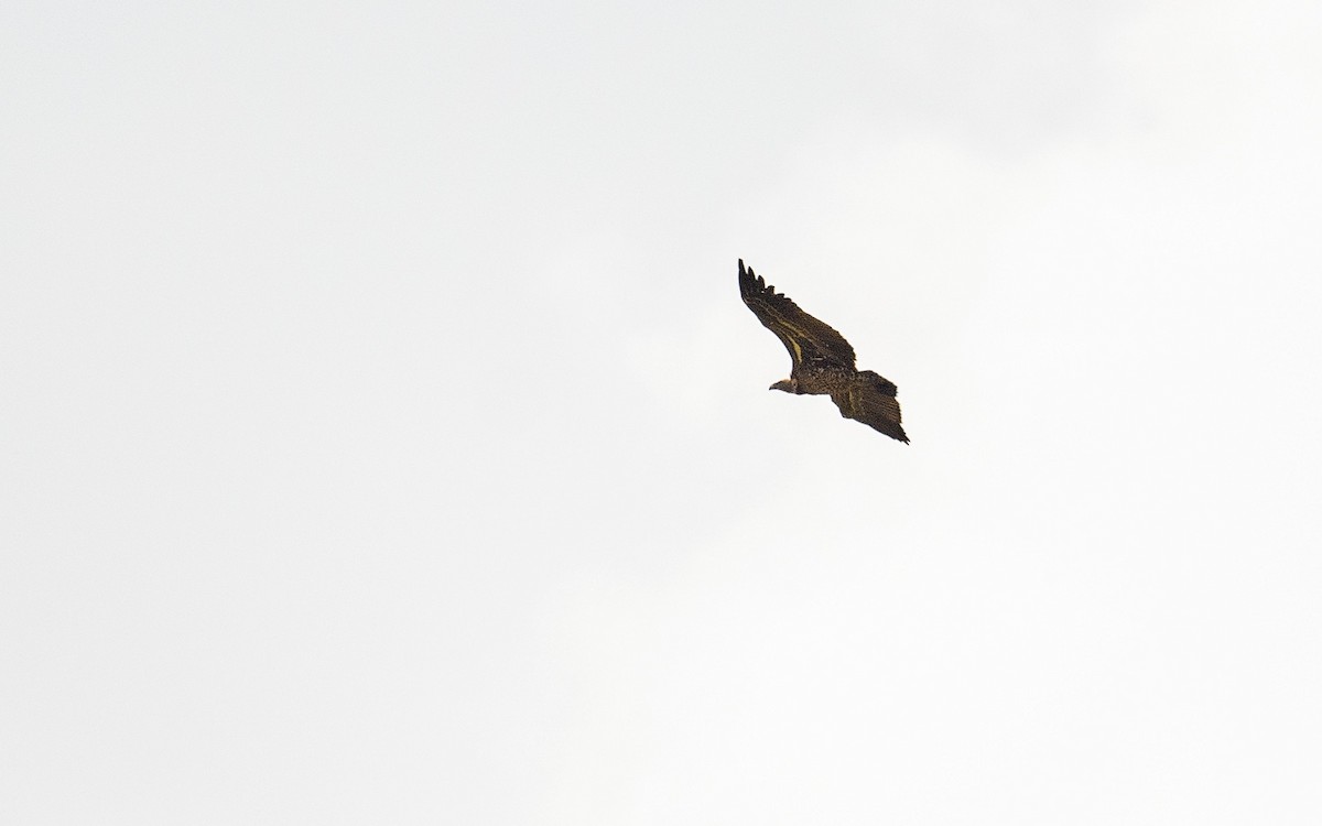 Rüppell's Griffon - ML657915429