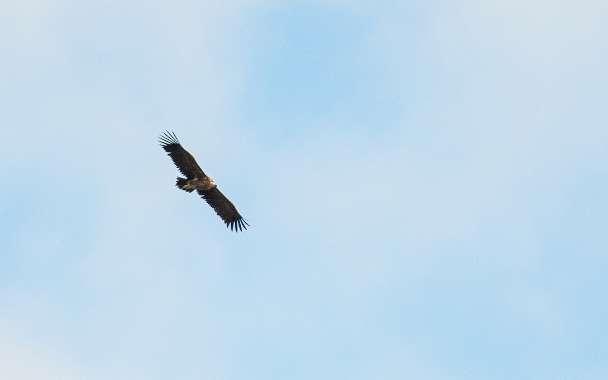 Lappet-faced Vulture - ML657915433