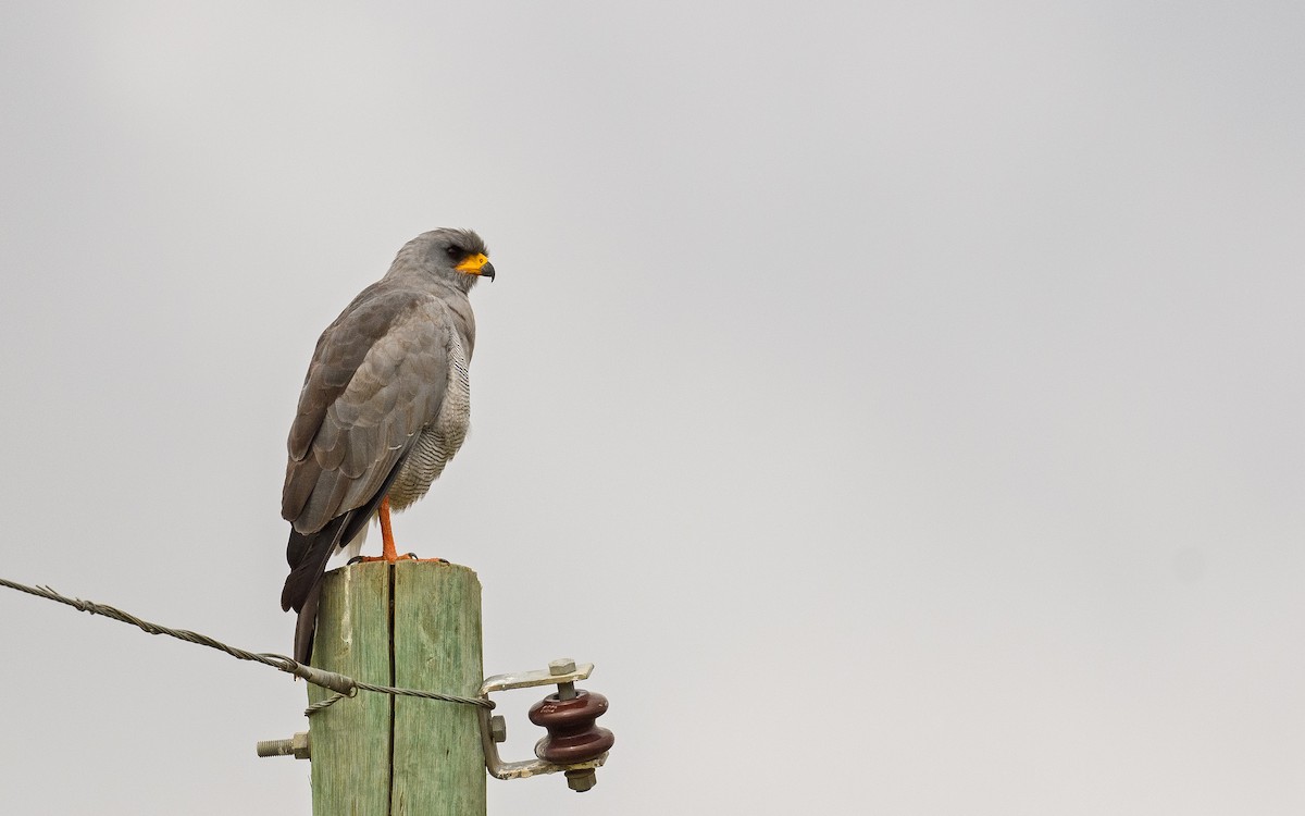 Eastern Chanting-Goshawk - ML657915448