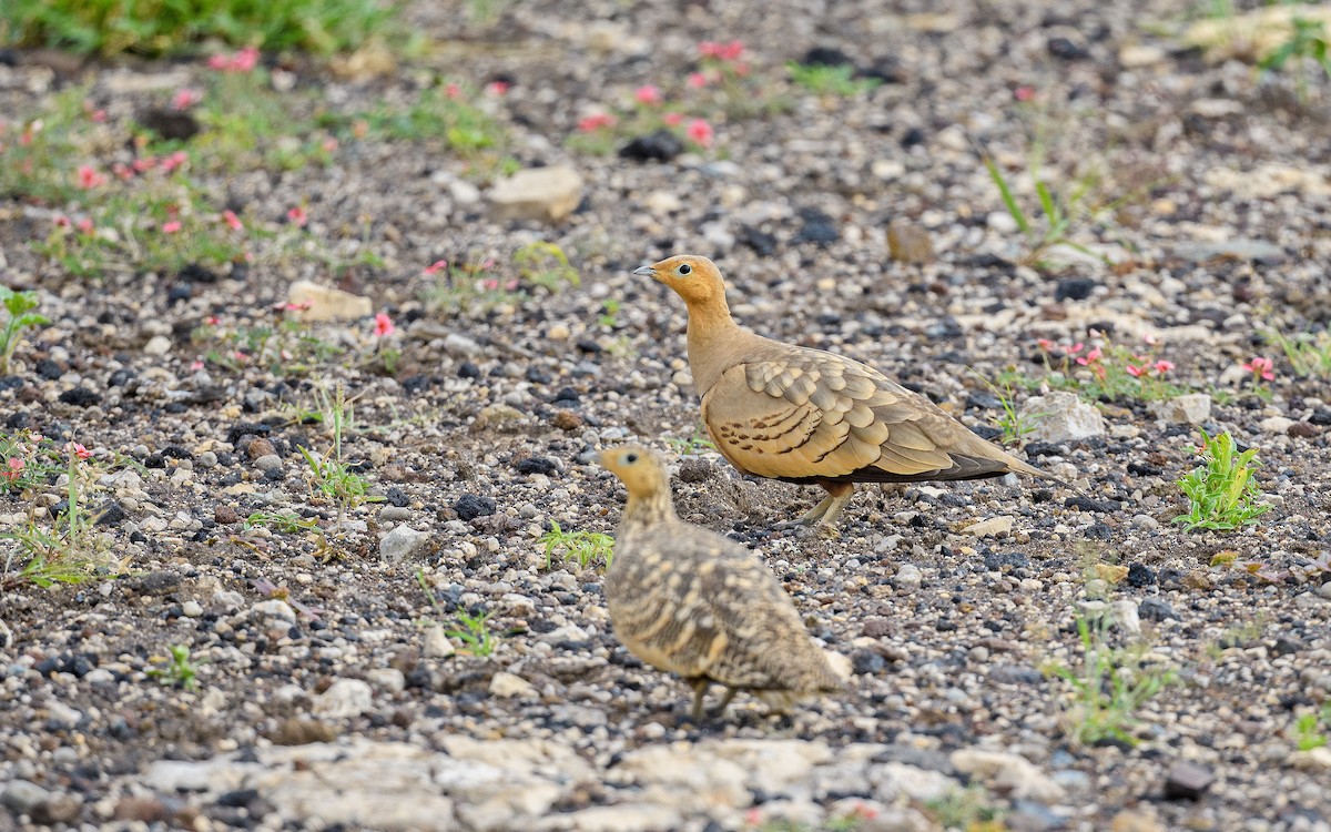 Chestnut-bellied Sandgrouse (African) - ML657915467