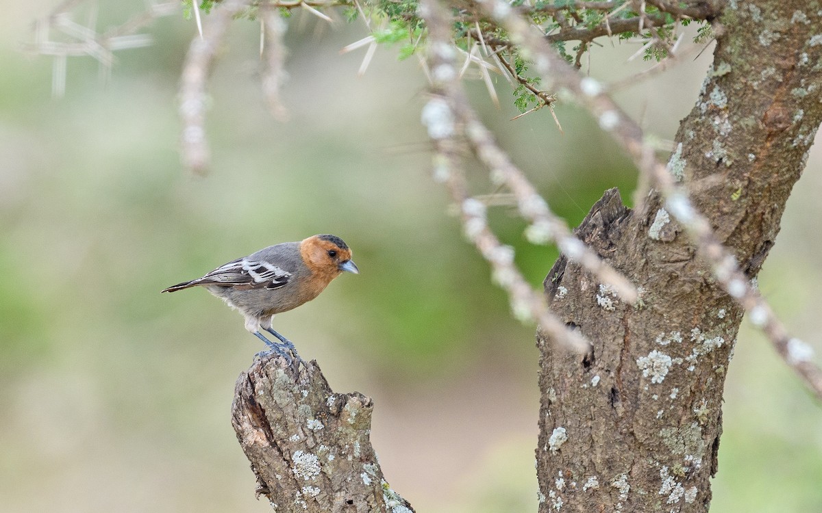 Red-throated Tit - ML657915606