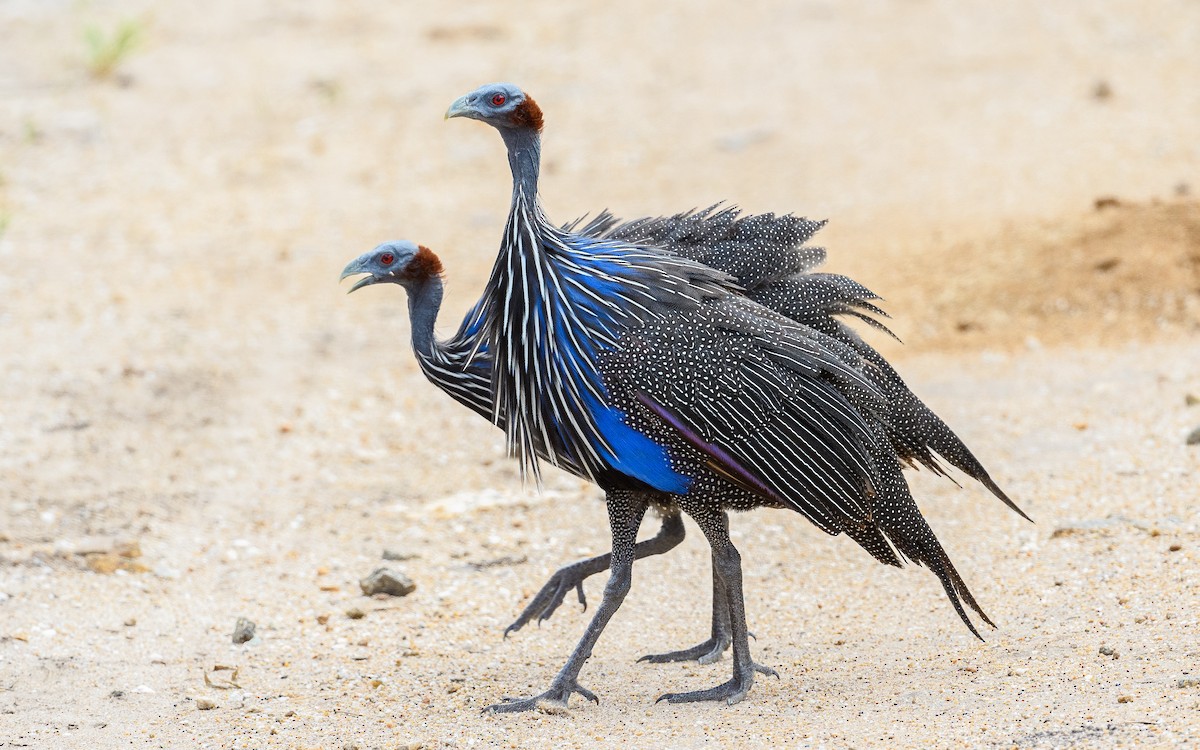 Vulturine Guineafowl - ML657915655