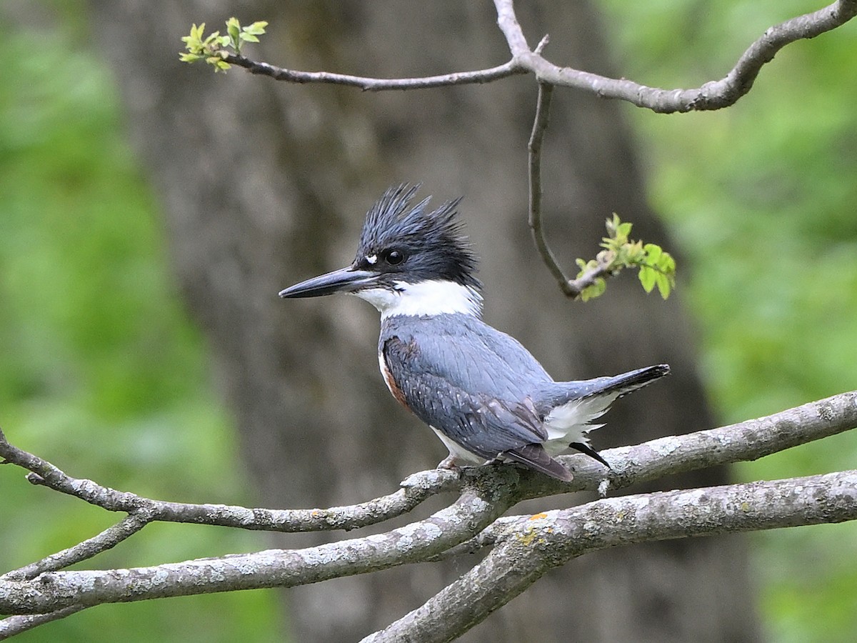 eBird Checklist - 19 May 2026 - Petrifying Springs Park - 25 species
