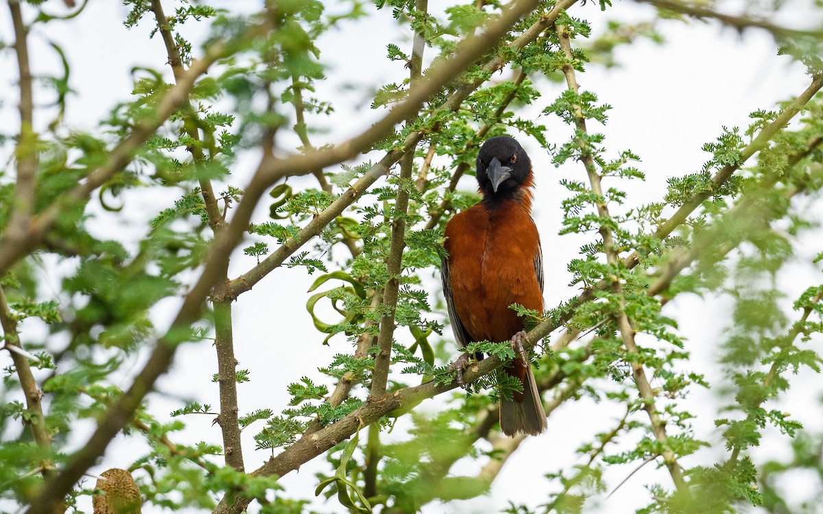 Chestnut Weaver - ML657915979