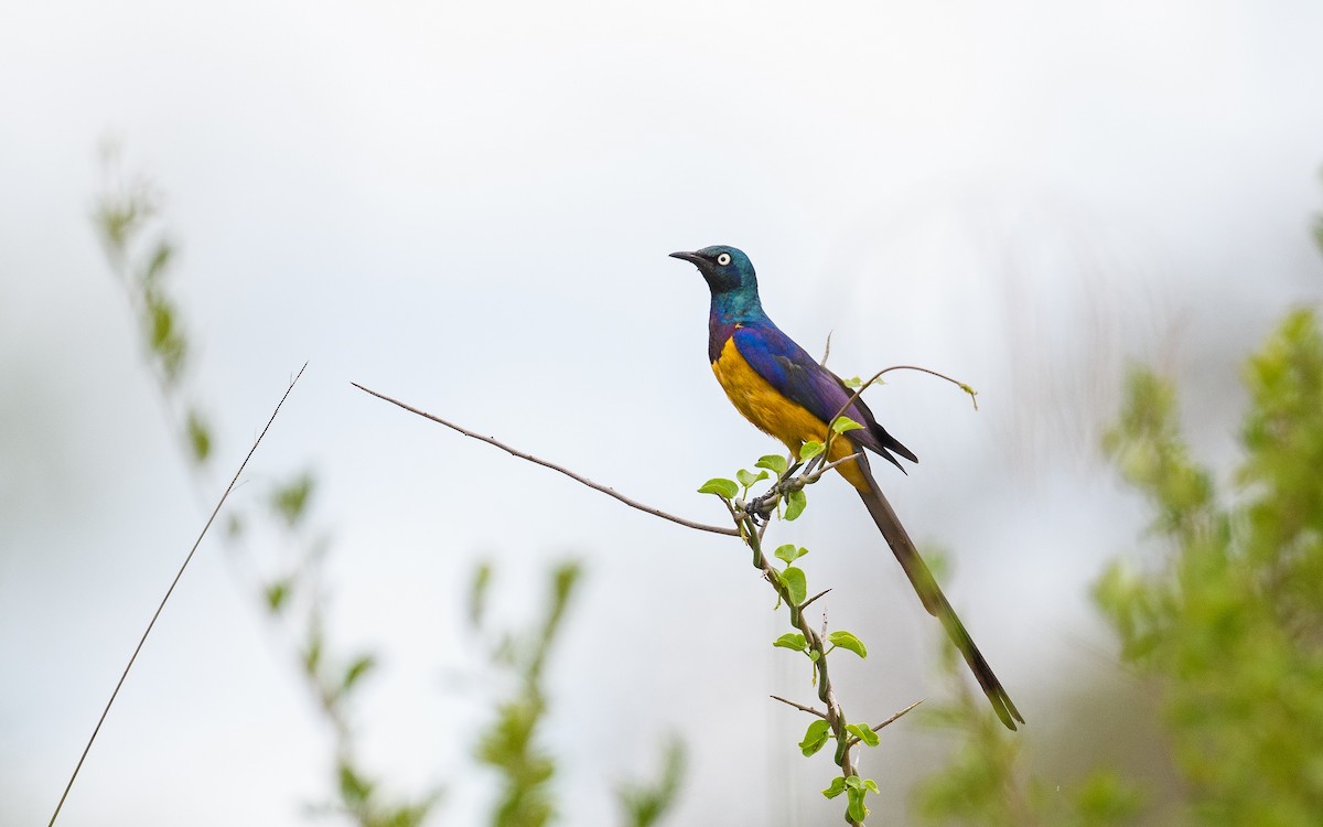 Golden-breasted Starling - ML657916125