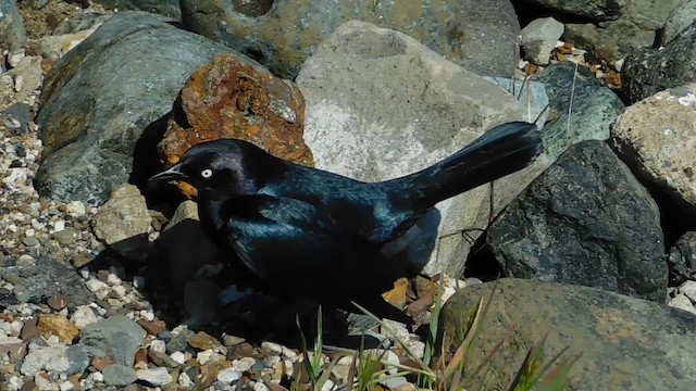 Brewer's Blackbird - ML657916372