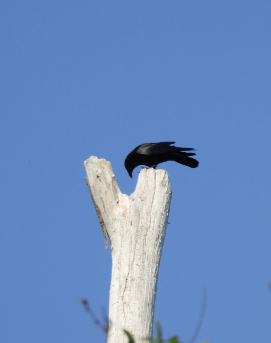 Fish Crow - ML657916401