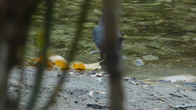 American Dipper - ML657916470