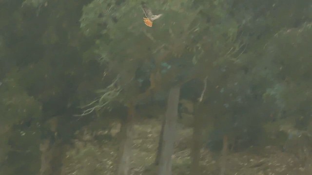 Red-tailed Hawk (calurus/alascensis) - ML657916654