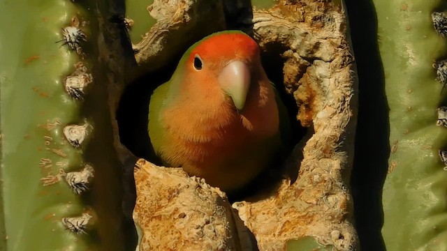 Rosy-faced Lovebird - ML657916912
