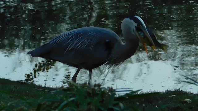 Great Blue Heron (Great Blue) - ML657917024