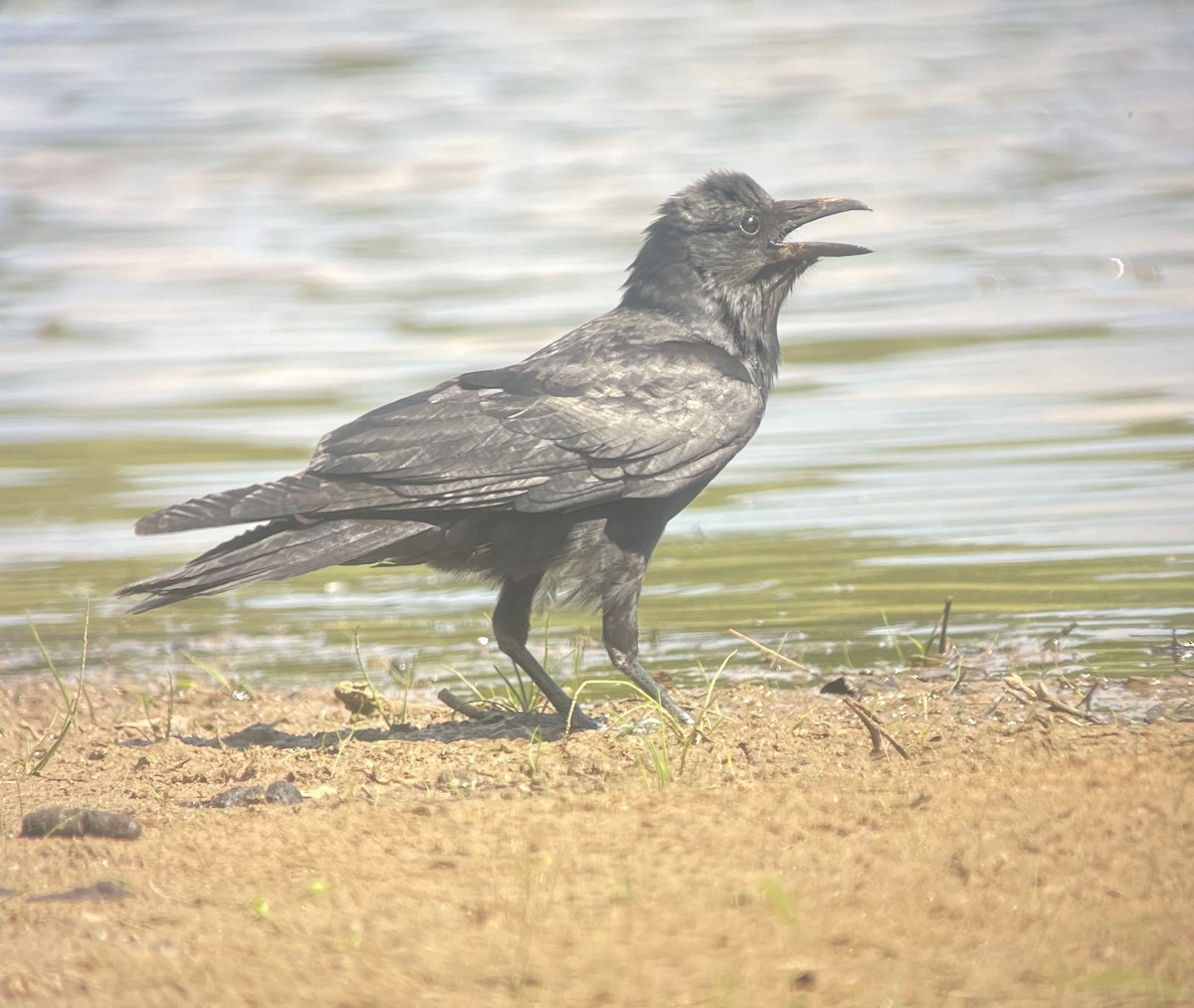Fish Crow - ML657917027