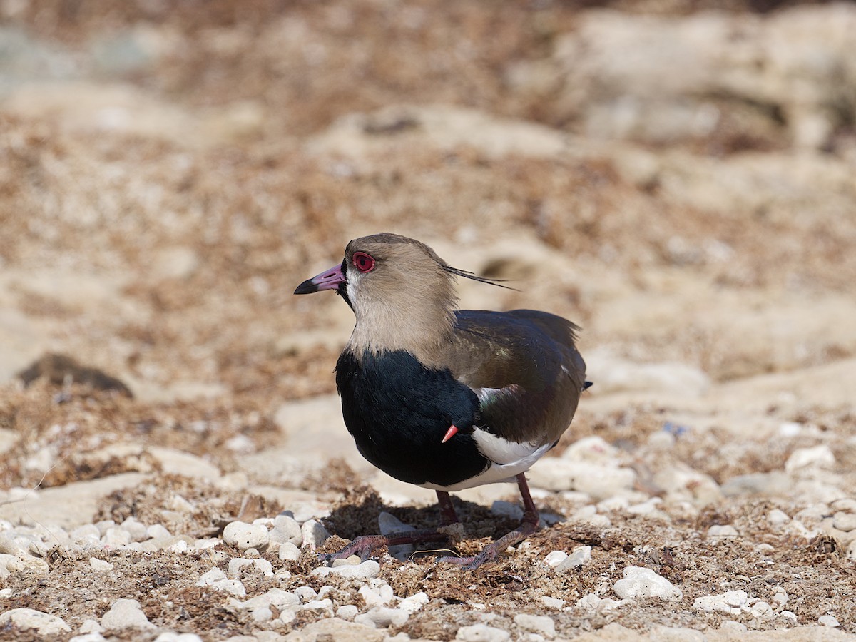 Southern Lapwing - ML657917262
