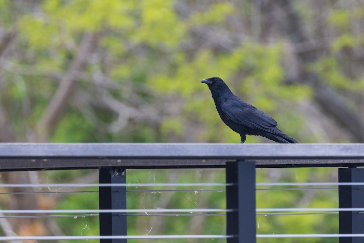 Fish Crow - ML657917353