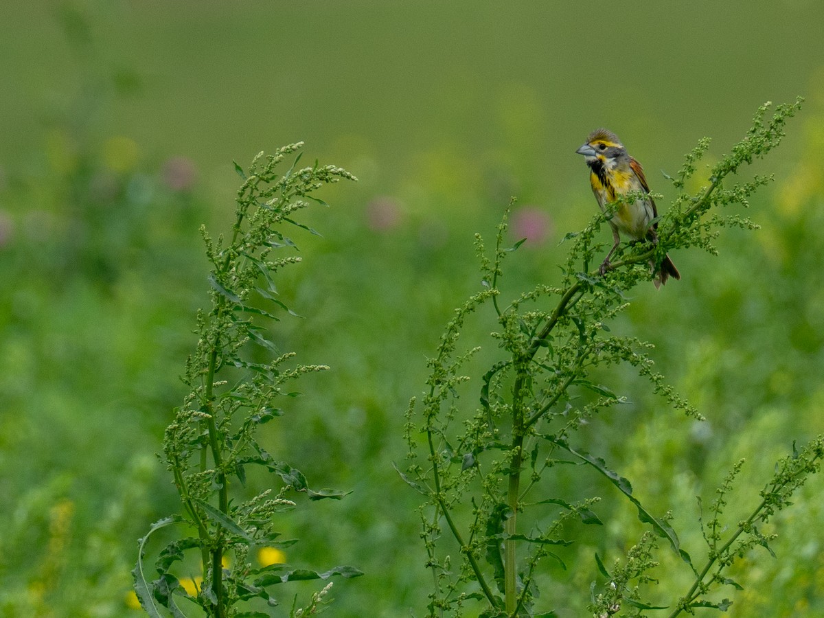 Dickcissel - ML657917486