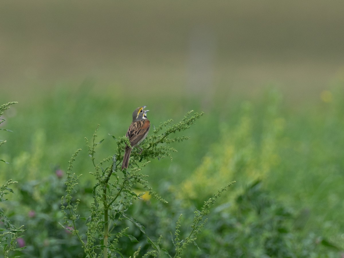 Dickcissel - ML657917487