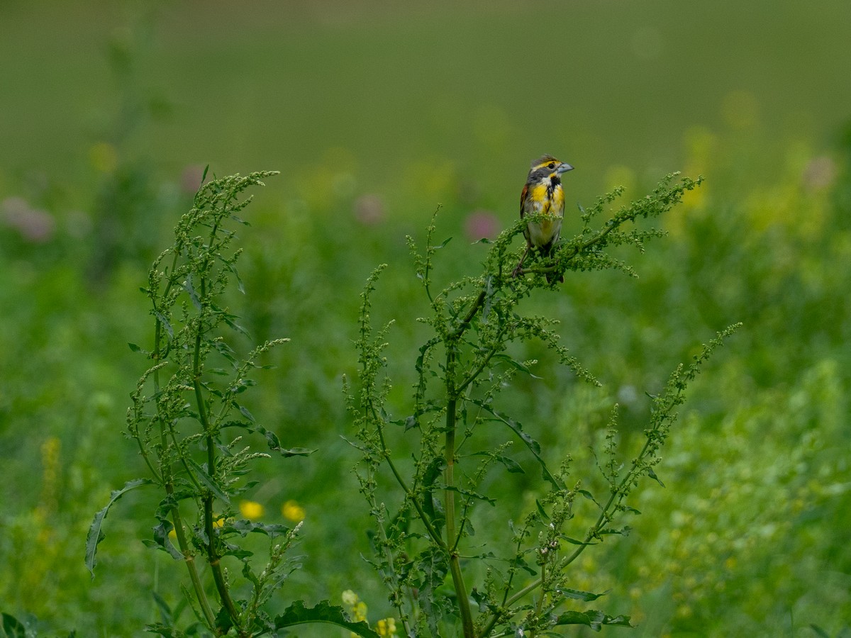 Dickcissel - ML657917488