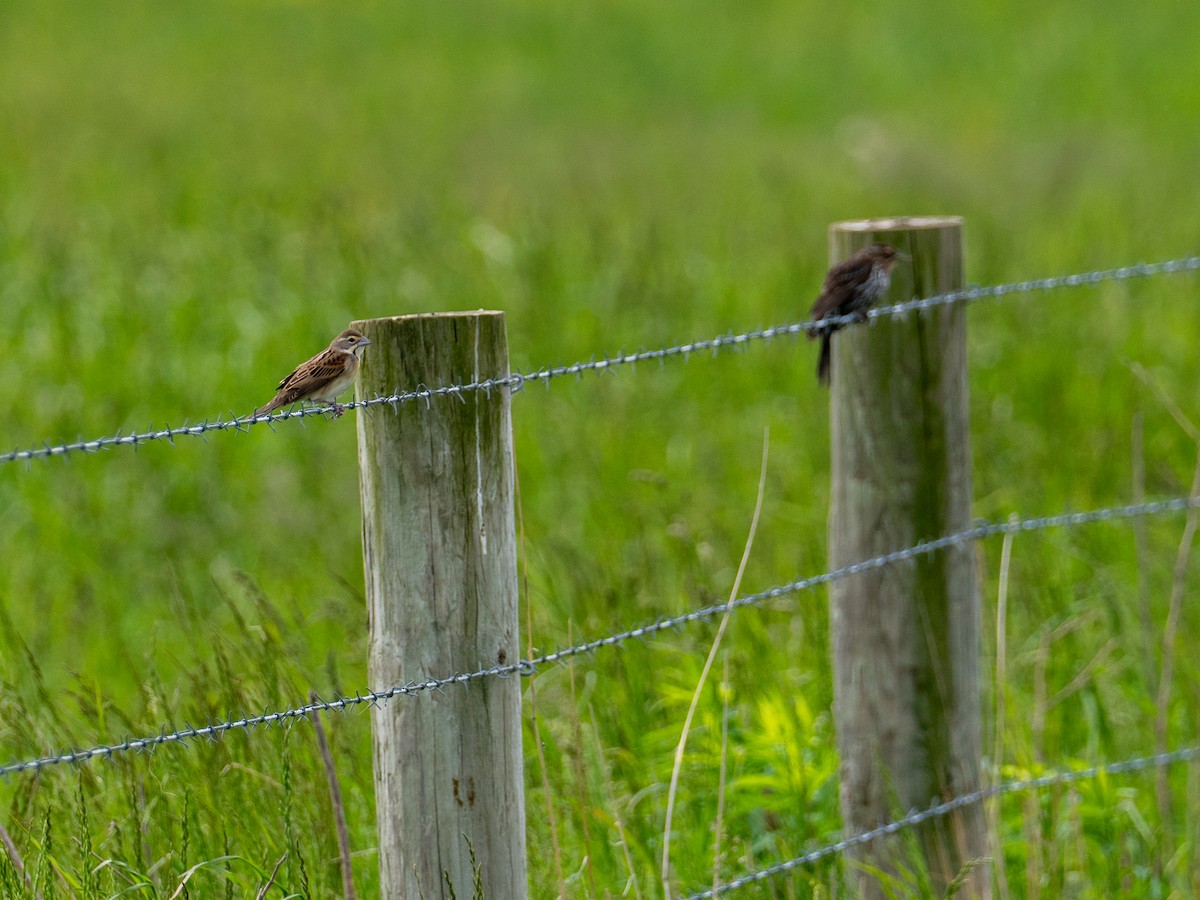 Dickcissel - ML657917489