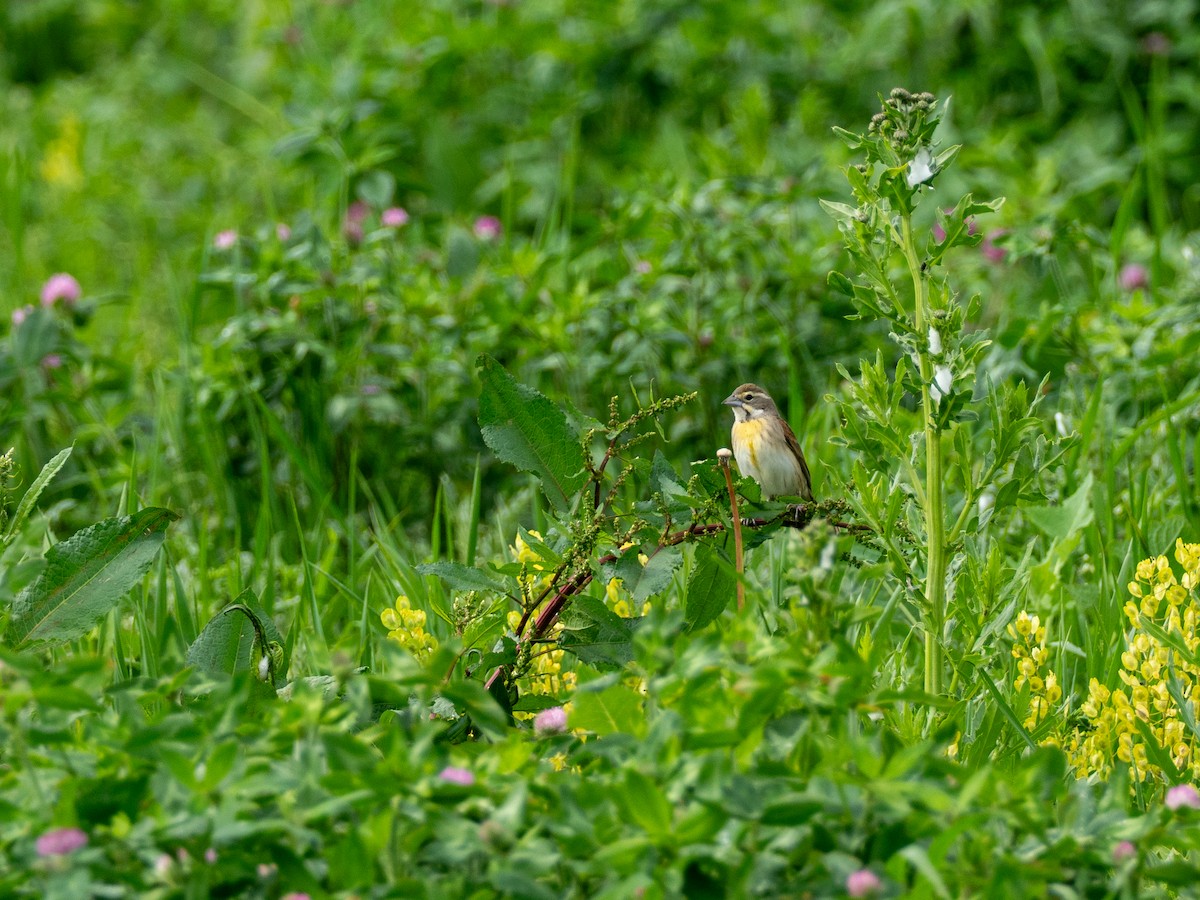 Dickcissel - ML657917490