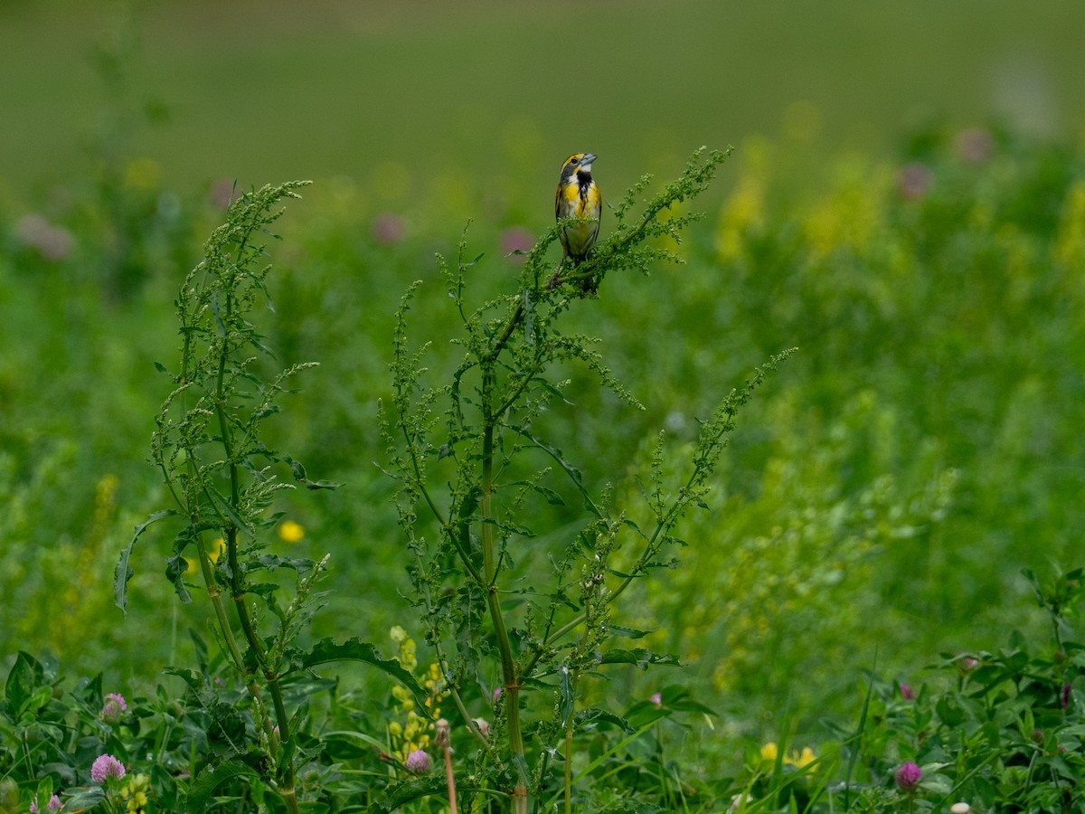 Dickcissel - ML657917491