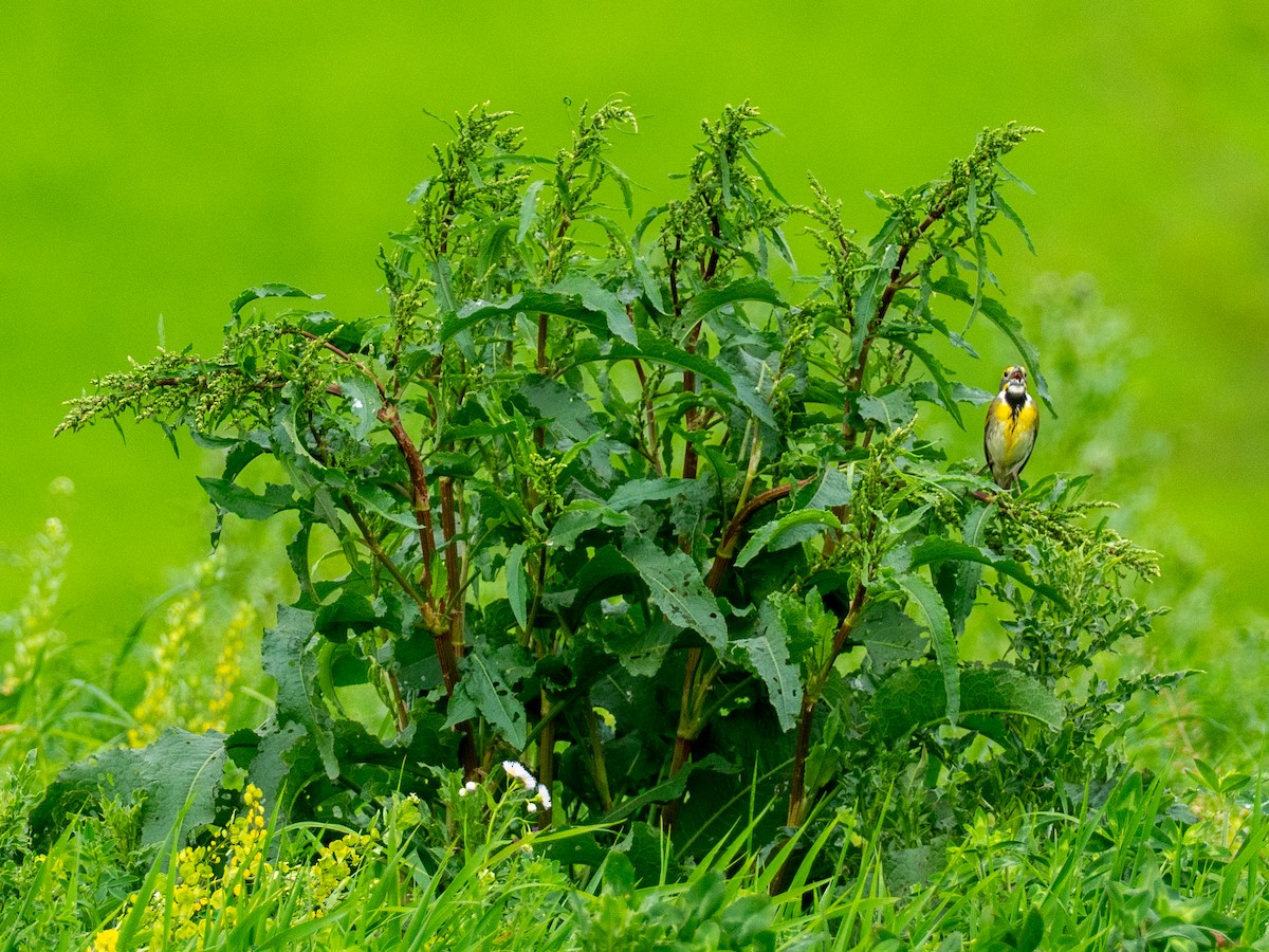 Dickcissel - ML657917492