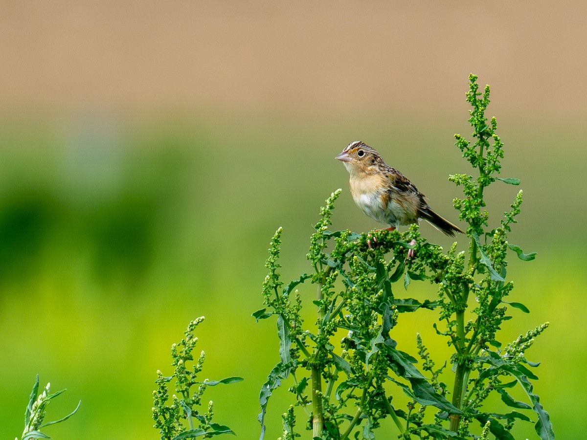 Grasshopper Sparrow - ML657917501